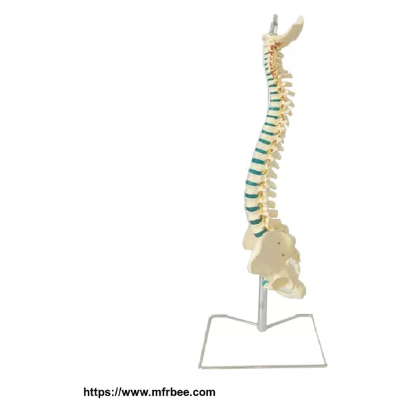 Human Plastic Spine Model