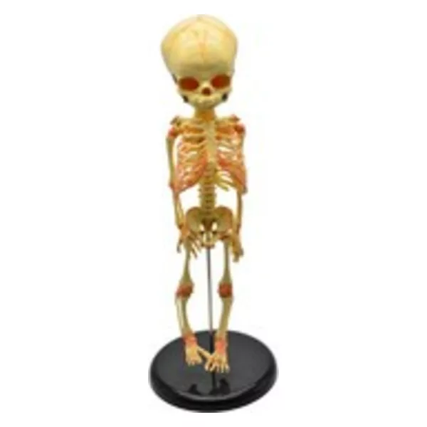 Human articulated fetal skeleton teaching model