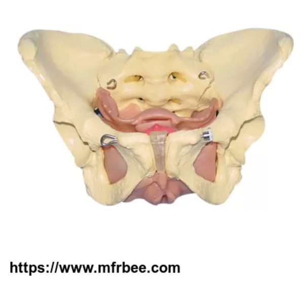 Anatomical Female Pelvis Teaching Model