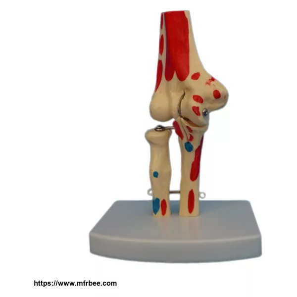 PVC Human Foot and Ankle Skeleton Model