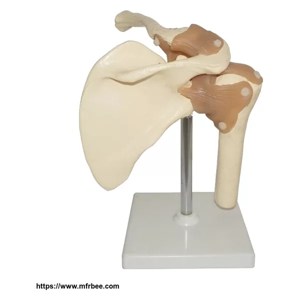 Human Artificial Left Shoulder Joint Skeleton Model