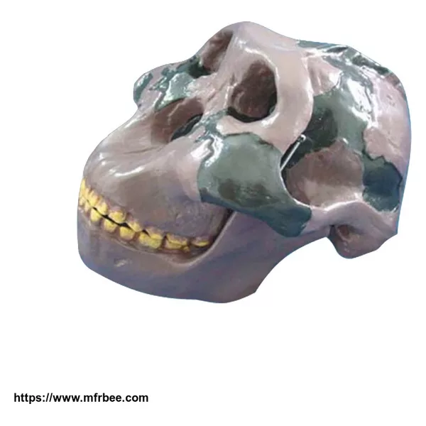 Medical Teaching Skull Olduvai Man for Students