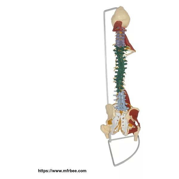 Human Flexible Plastic Spine Vertebrae Model