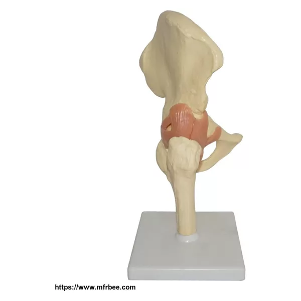 Human Artificial Shoulder Joint Skeleton Model