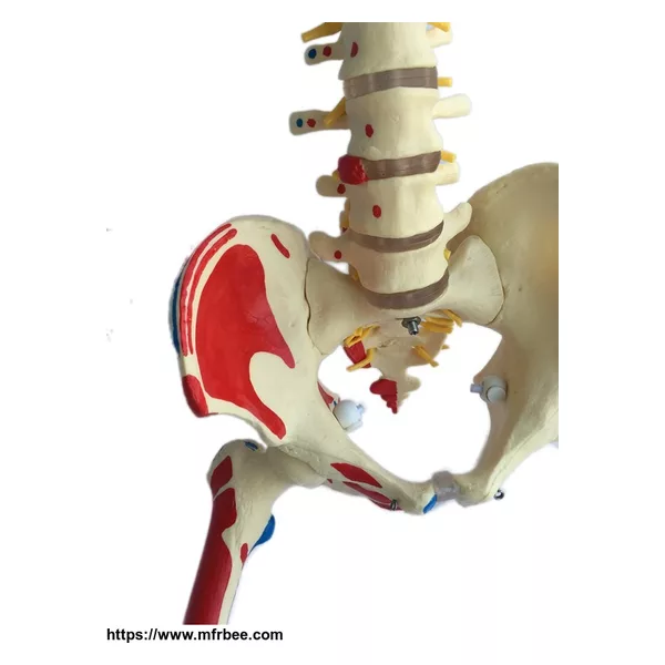Human Medical Anatomical Model Life Size Vertebral