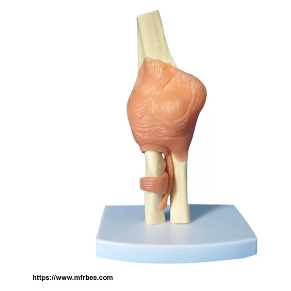 Human Plastic Elbow Joint Anatomical Teaching Model