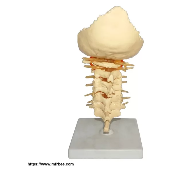 Human Natural Size Cervical Spinal Column Model