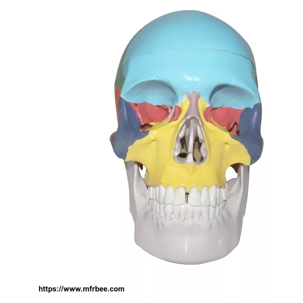 Human Life-Size Structure Skull Model