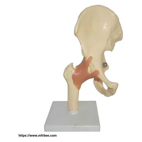 Human Deluxe Functional Hip Joint Model