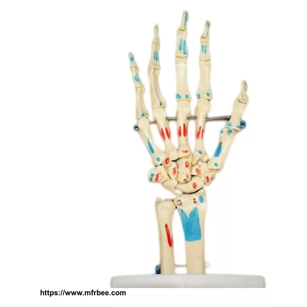 Human Hand Joint Bone Model