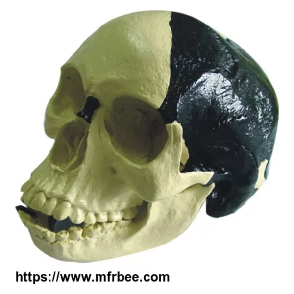 Skull Skeleton Models For Learning And Study