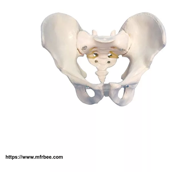 Anatomical Male Pelvis Teaching Model