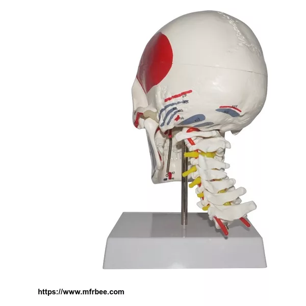 Human Labled PVC Skull Model For Teaching