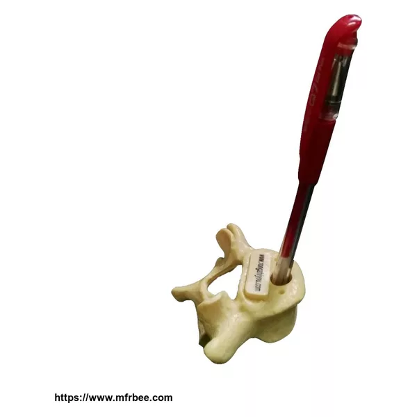 Simulated Lumbar Vertebrae Penholder Backbone Pen Holder