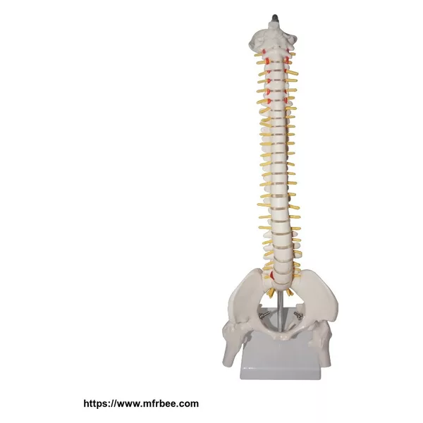 45cm Plastic Human Spine Column model For Teaching