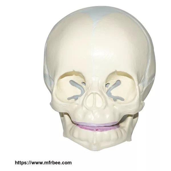 PVC Fetal Skull Model, Baby Skull Model
