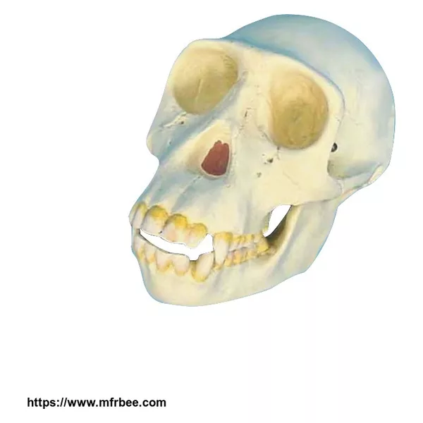 Skull Model Anatomical Study Model Chimpaniee Skull