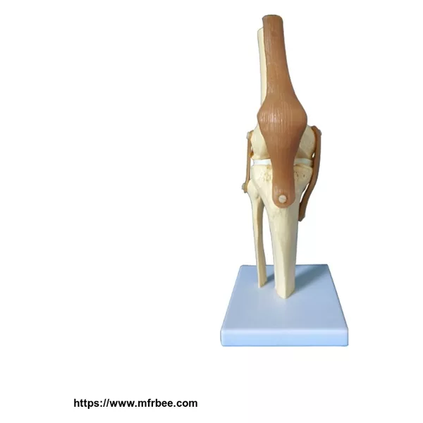 Anatomical Human Knee Joint Teaching Model
