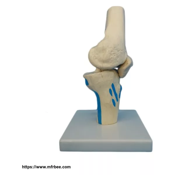 Human Elbow Joint Bone Teaching Model