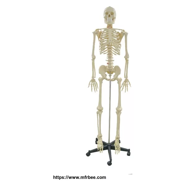 Human Organ,Human Muscle And Skeleton Anatomy Model