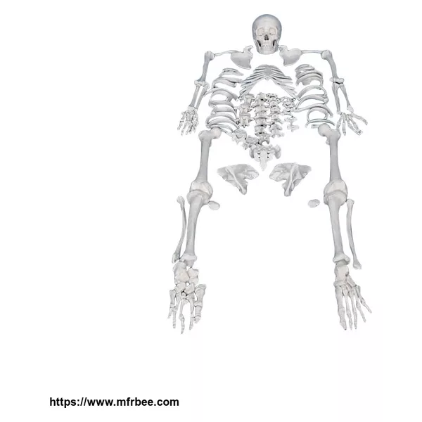 Human Disarticulated Anatomical Skeleton Model With Painted Muscles
