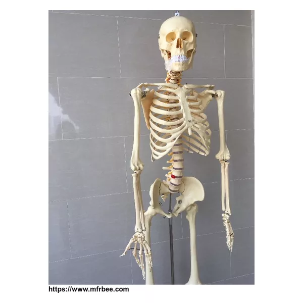 Anatomical Skeleton Model With Transparent Sernum
