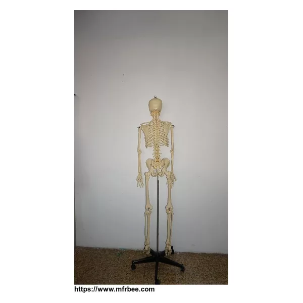 85cm Anatomical Skeleton Model