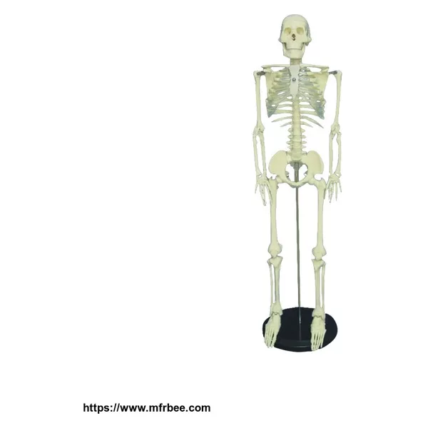 Medical disarticulated skeleton with skull, plastic human skeleton model