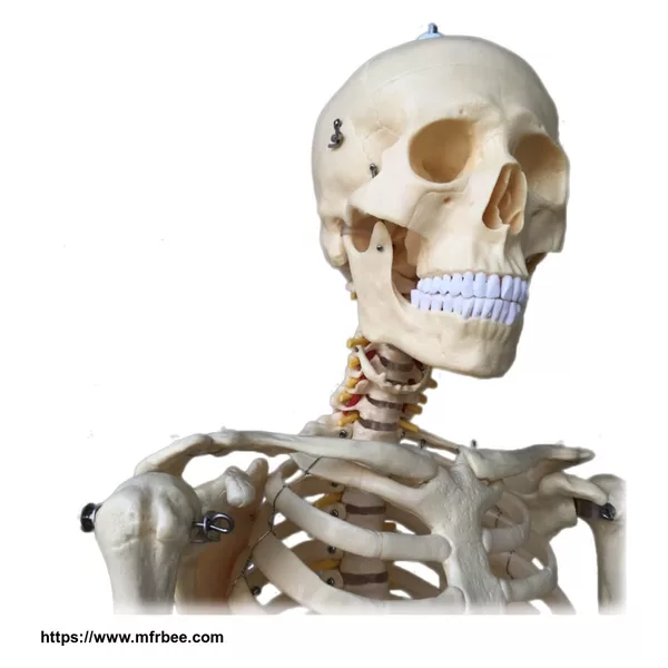 Human Skeleton Embossed 3D Anatomial Poster