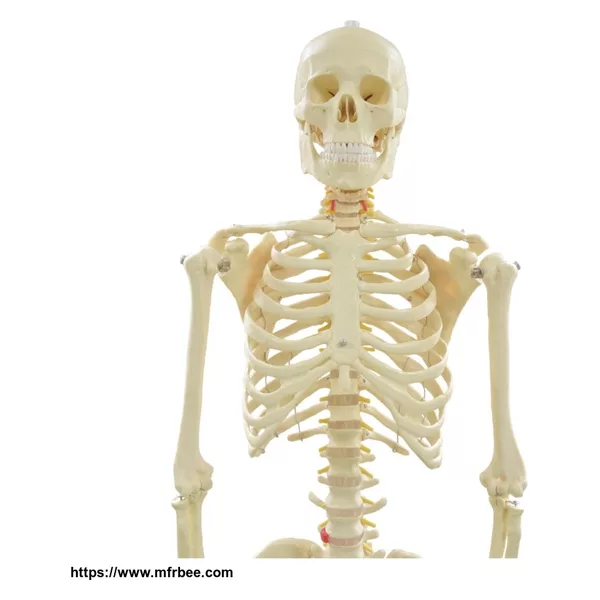 Human Plastic Spine Model