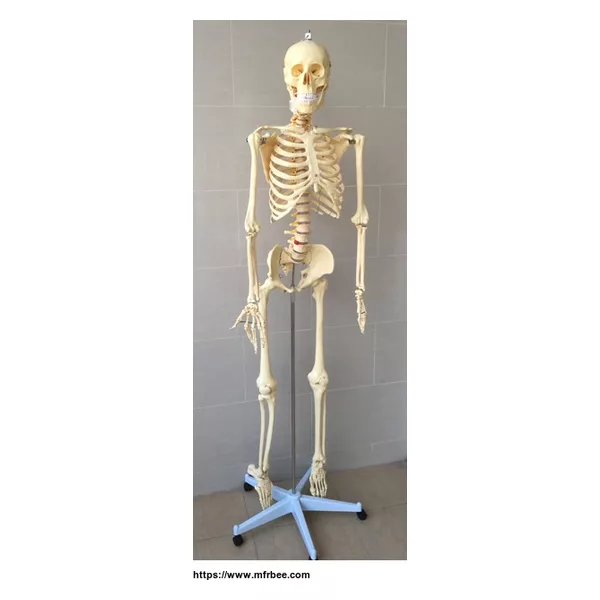 180cm animal skeleton,bird skeleton,bat skeleton