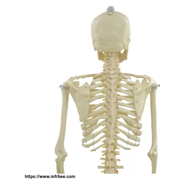 Life-size Disarticulated skeleton model