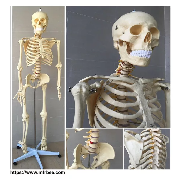 45cm Plastic Human Spine Column model For Teaching