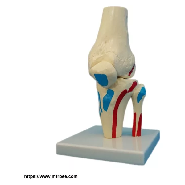 Human Elbow Joint Bone Teaching Model