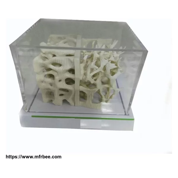 Human Medical Anatomical PVC Bone Density Model