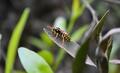 Frontline Wasp Control Adelaide