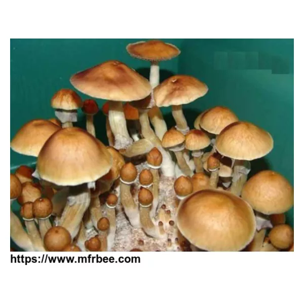 Buy Cambodia mushroom spores Online