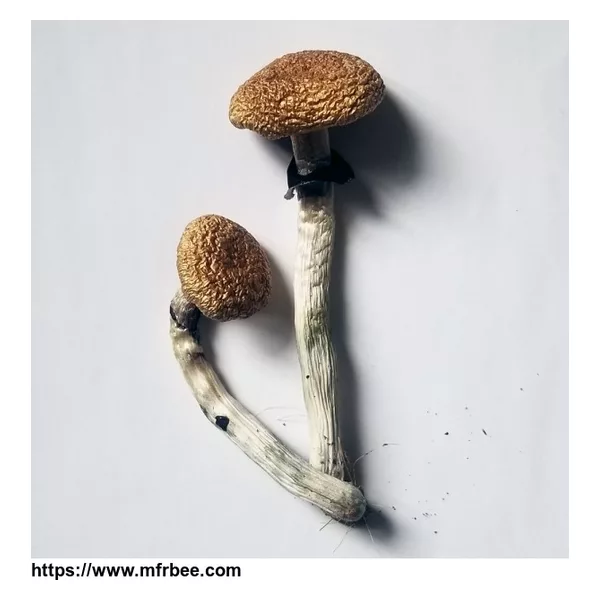 Golden Teacher Mushrooms For sale Online
