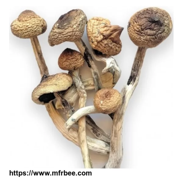 Psilocybe Cubensis(Magic Mushrooms) For Sale