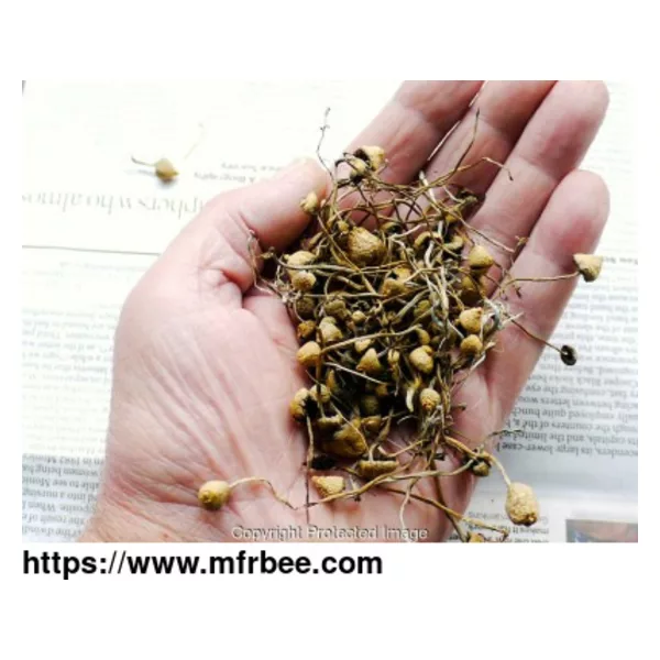 Buy Psilocybin Online