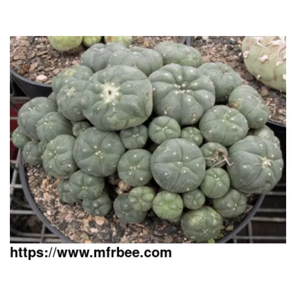 Buy Peyote Online