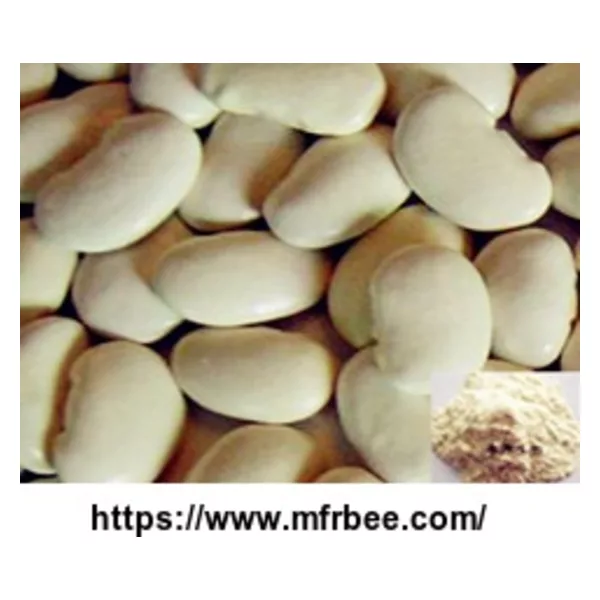 SALE! DISCOUNT! white kidney bean extract phaseolin1-3%,3000 units/g