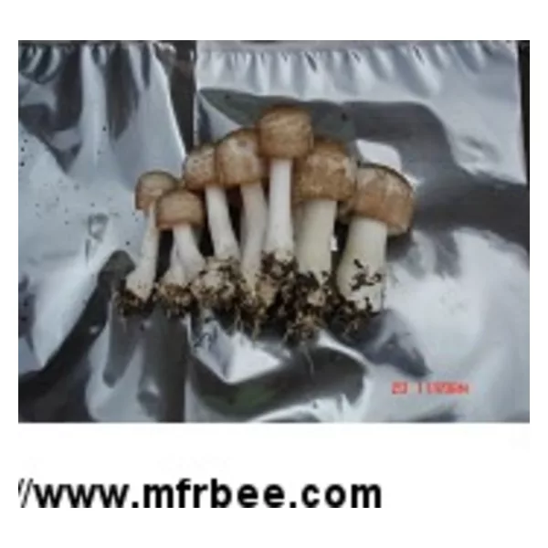 Agaricus Blazei Polysaccharide