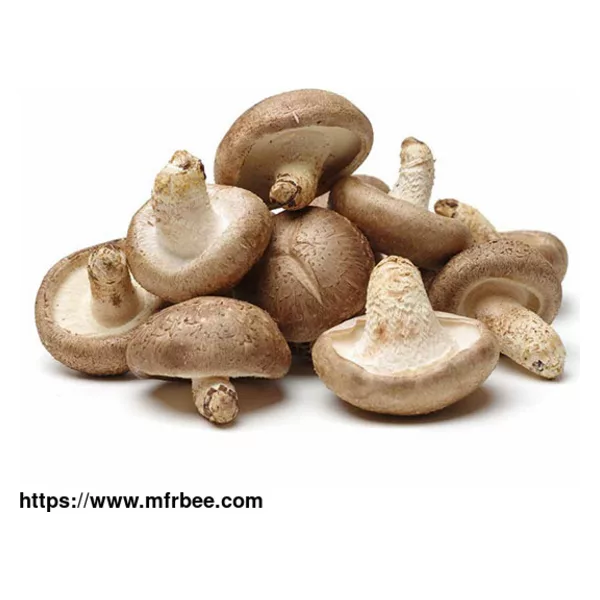 Organic Shiitake Powder / Extract