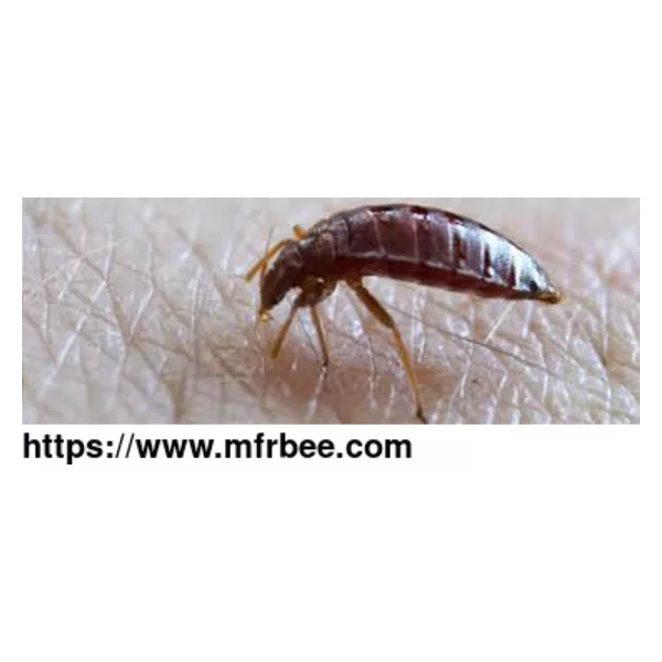 711 Bed Bugs Control Brisbane