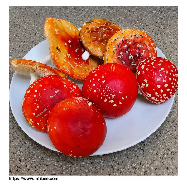 Amanita Mushroom 
