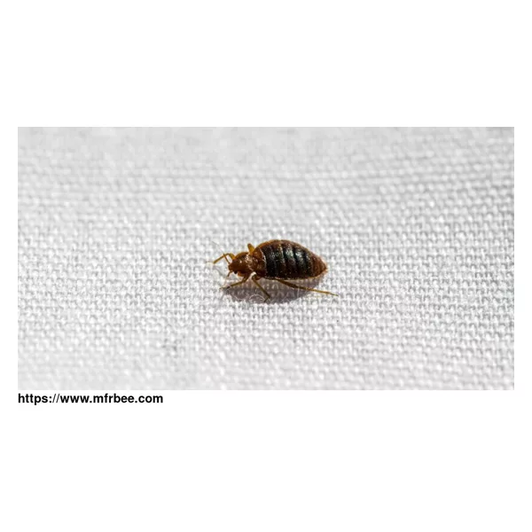 Pest Patrol Bed Bug Control Brisbane